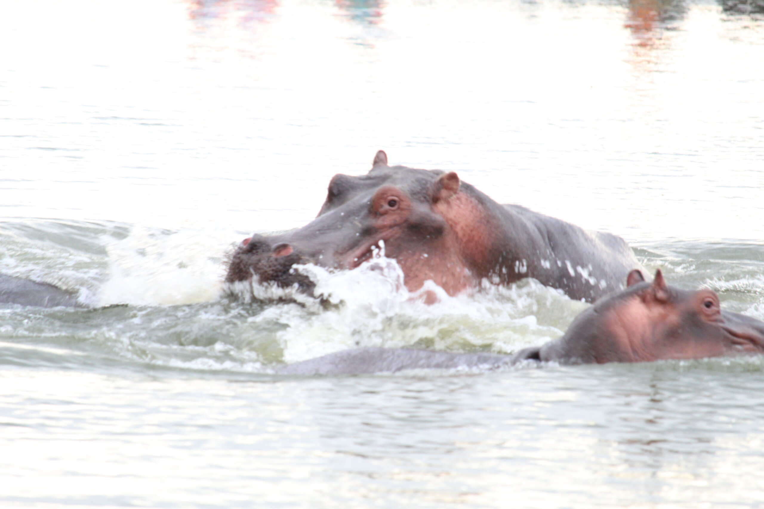 Lake Naivasha Boat ride